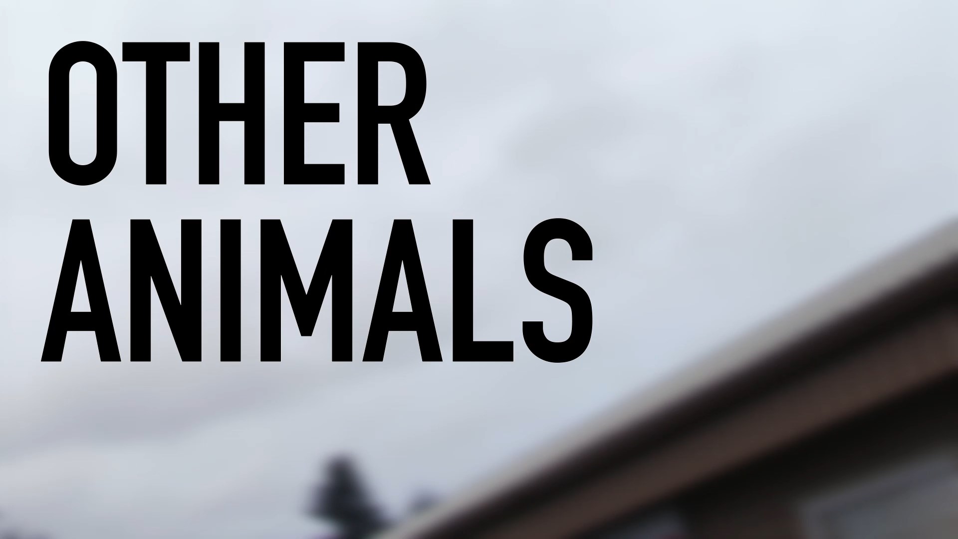 Other Animals title card
